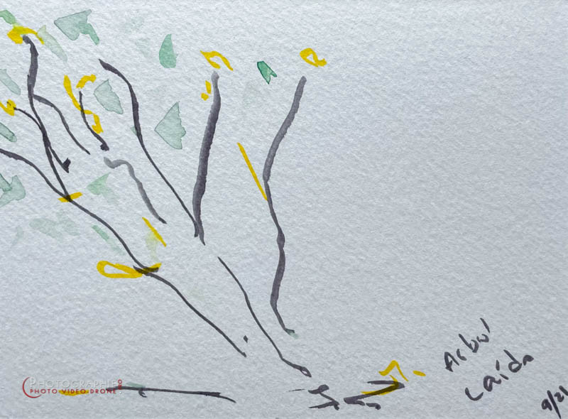 P224 - Arbol caido © Carmen Gloria Palma