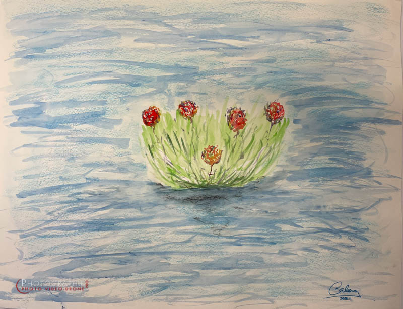 P241 - Nouvelle vie © Carmen Gloria Palma